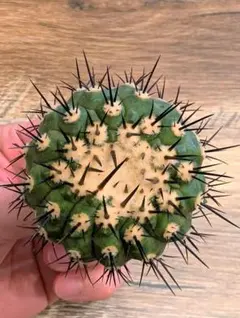 2026年最新】黒王丸 現地球の人気アイテム - メルカリ