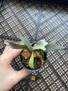 2026年最新】willinckii jennyの人気アイテム - メルカリ