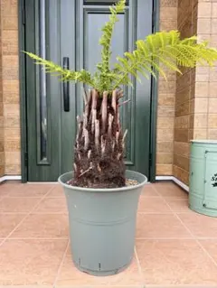 2026年最新】ディクソニア・アンタルクティカの人気アイテム - メルカリ