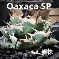 2026年最新】アガベ オアハカ 現地の人気アイテム - メルカリ