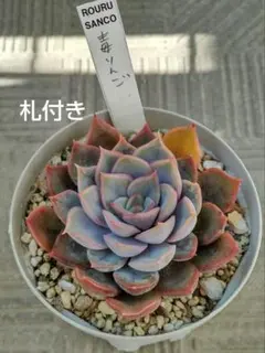 2026年最新】ロウルサンコ 毒リンゴの人気アイテム - メルカリ