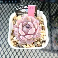 2026年最新】エリークイーン 多肉の人気アイテム - メルカリ