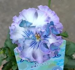 2026年最新】ビオラ神戸べっぴんさんの人気アイテム - メルカリ