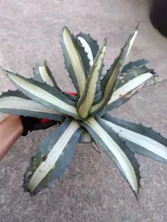 2026年最新】アガベ 華厳の人気アイテム - メルカリ