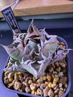 2026年最新】lize アガベの人気アイテム - メルカリ