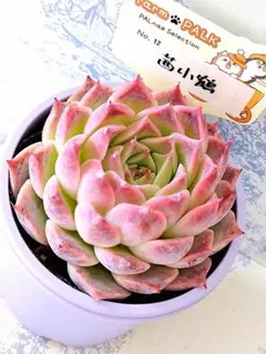 2026年最新】ファームパルクさん苗の人気アイテム - メルカリ