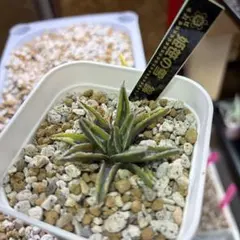 2026年最新】笹の雪錦の人気アイテム - メルカリ