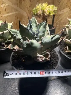 2026年最新】ブラックアンドブルー 大株の人気アイテム - メルカリ