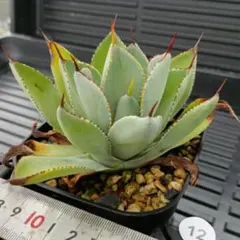 2026年最新】アガベポタトラムの人気アイテム - メルカリ