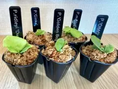 2026年最新】ビカクシダ 胞子 セットの人気アイテム - メルカリ