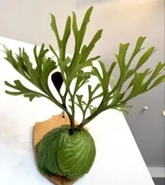 2026年最新】ビカクシダ 胞子 セットの人気アイテム - メルカリ