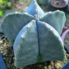 2026年最新】ランポー玉の人気アイテム - メルカリ