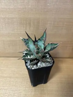 2026年最新】オアハカ 実生の人気アイテム - メルカリ