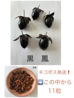 2026年最新】老爺柿種の人気アイテム - メルカリ