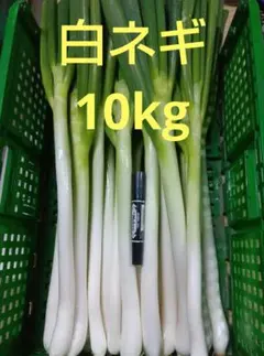 2026年最新】葱の人気アイテム - メルカリ