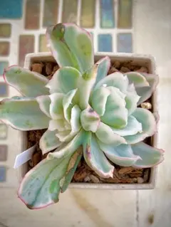 2026年最新】錦 アエオニウムの人気アイテム - メルカリ