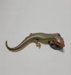 2026年最新】週刊日本の天然記念物の人気アイテム - メルカリ