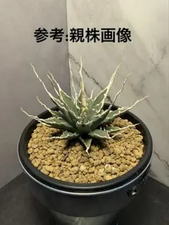 2026年最新】アガベ発根済みの人気アイテム - メルカリ