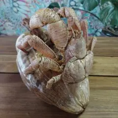 2026年最新】ヤシガニ剥製の人気アイテム - メルカリ