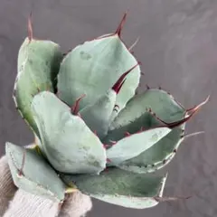 2026年最新】アガベ パリー トランカータ 斑入りの人気アイテム - メルカリ