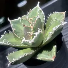 2026年最新】アガベ イランの人気アイテム - メルカリ