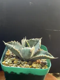 2026年最新】アガベ棚の人気アイテム - メルカリ