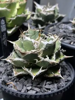 2026年最新】ホワイトホーク アガベの人気アイテム - メルカリ