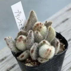 2026年最新】ロウルサンコ 多肉の人気アイテム - メルカリ