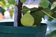 2026年最新】LSUホーリエの人気アイテム - メルカリ