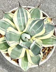 2026年最新】アガベ パリー トランカータ 斑入りの人気アイテム - メルカリ