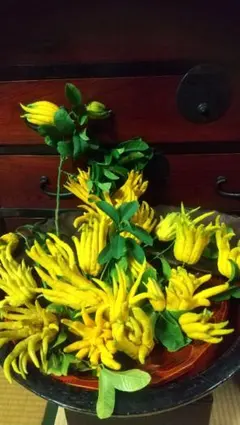 2026年最新】仏手柑の人気アイテム - メルカリ