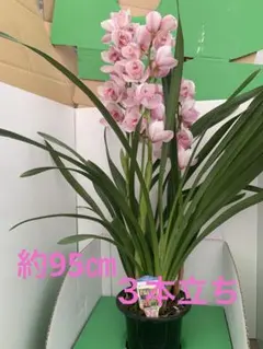 2026年最新】鉢花 シンビジュームの人気アイテム - メルカリ