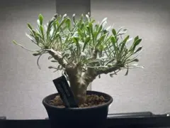 2026年最新】万物想の人気アイテム - メルカリ