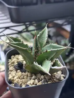 2026年最新】タランチュラ アガベの人気アイテム - メルカリ