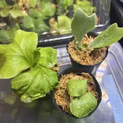 2026年最新】ビカクシダ 胞子 セットの人気アイテム - メルカリ