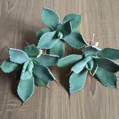 2026年最新】アガベ パリー ハンティントンの人気アイテム - メルカリ