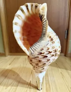 2026年最新】ホラガイの人気アイテム - メルカリ