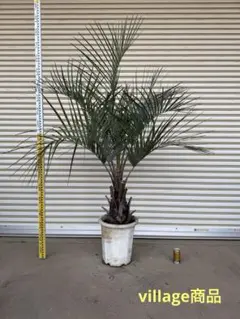 2026年最新】ココスヤシ シルバーリーフの人気アイテム - メルカリ