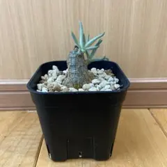 2026年最新】チレコドン ペアルソニーの人気アイテム - メルカリ