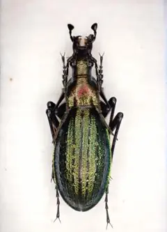 2026年最新】オサムシ 標本の人気アイテム - メルカリ