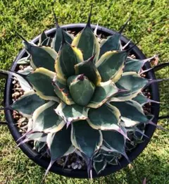 2026年最新】吉祥天錦の人気アイテム - メルカリ