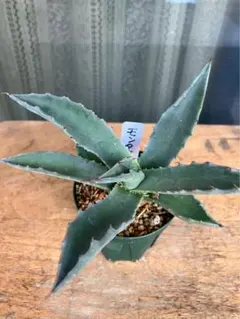 2026年最新】アガベ モンタナの人気アイテム - メルカリ