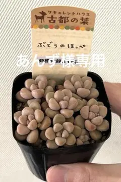 2026年最新】古都の葉の人気アイテム - メルカリ