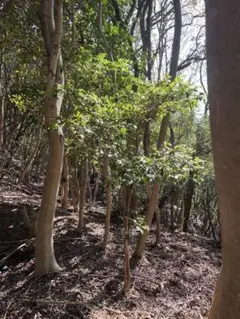 2026年最新】びしゃこの人気アイテム - メルカリ