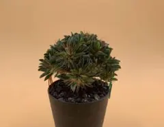 2026年最新】ギラウミニアナ 実生の人気アイテム - メルカリ