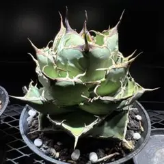 2026年最新】アガベ イラン株の人気アイテム - メルカリ