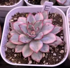 2026年最新】多肉錦の人気アイテム - メルカリ