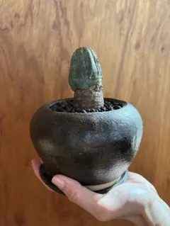 2026年最新】オベサ 木質化の人気アイテム - メルカリ