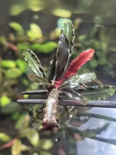 2026年最新】ブセファランドラsp.ghostの人気アイテム - メルカリ