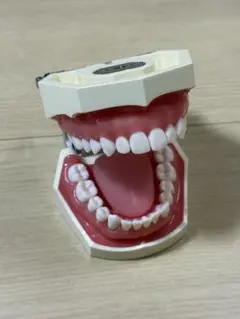 2026年最新】顎模型 ニッシンの人気アイテム - メルカリ